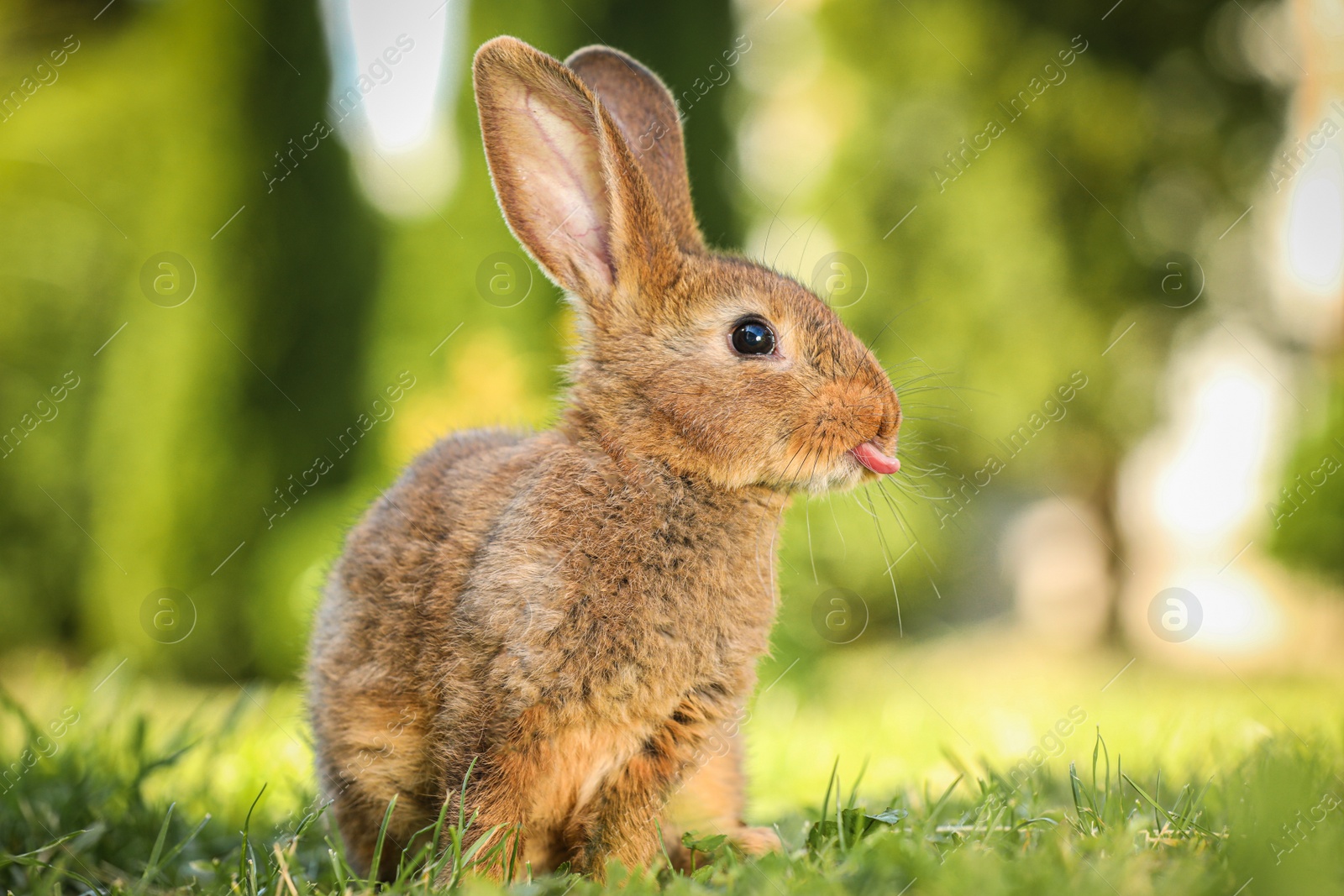 Photo of Cute fluffy rabbit on green grass outdoors