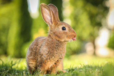 Photo of Cute fluffy rabbit on green grass outdoors