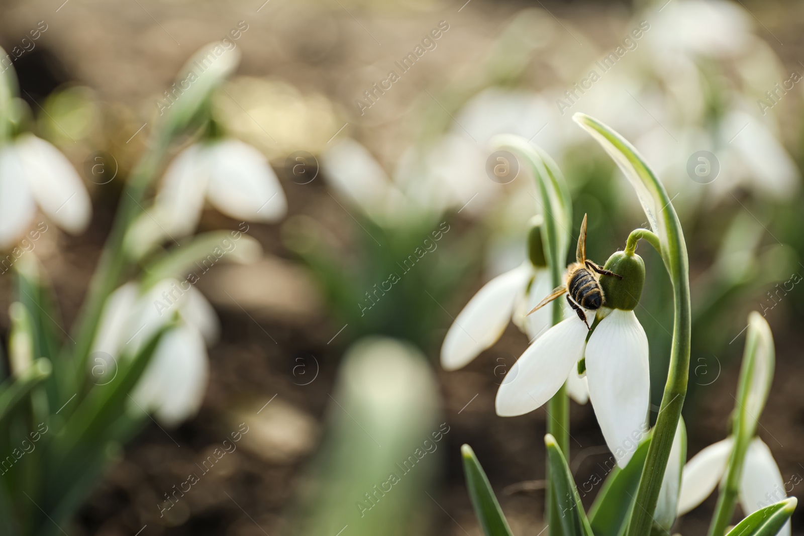 Photo of Bee on beautiful snowdrop outdoors, closeup. Space for text