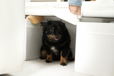 Woman kicking dog at home, closeup. Domestic violence against pets