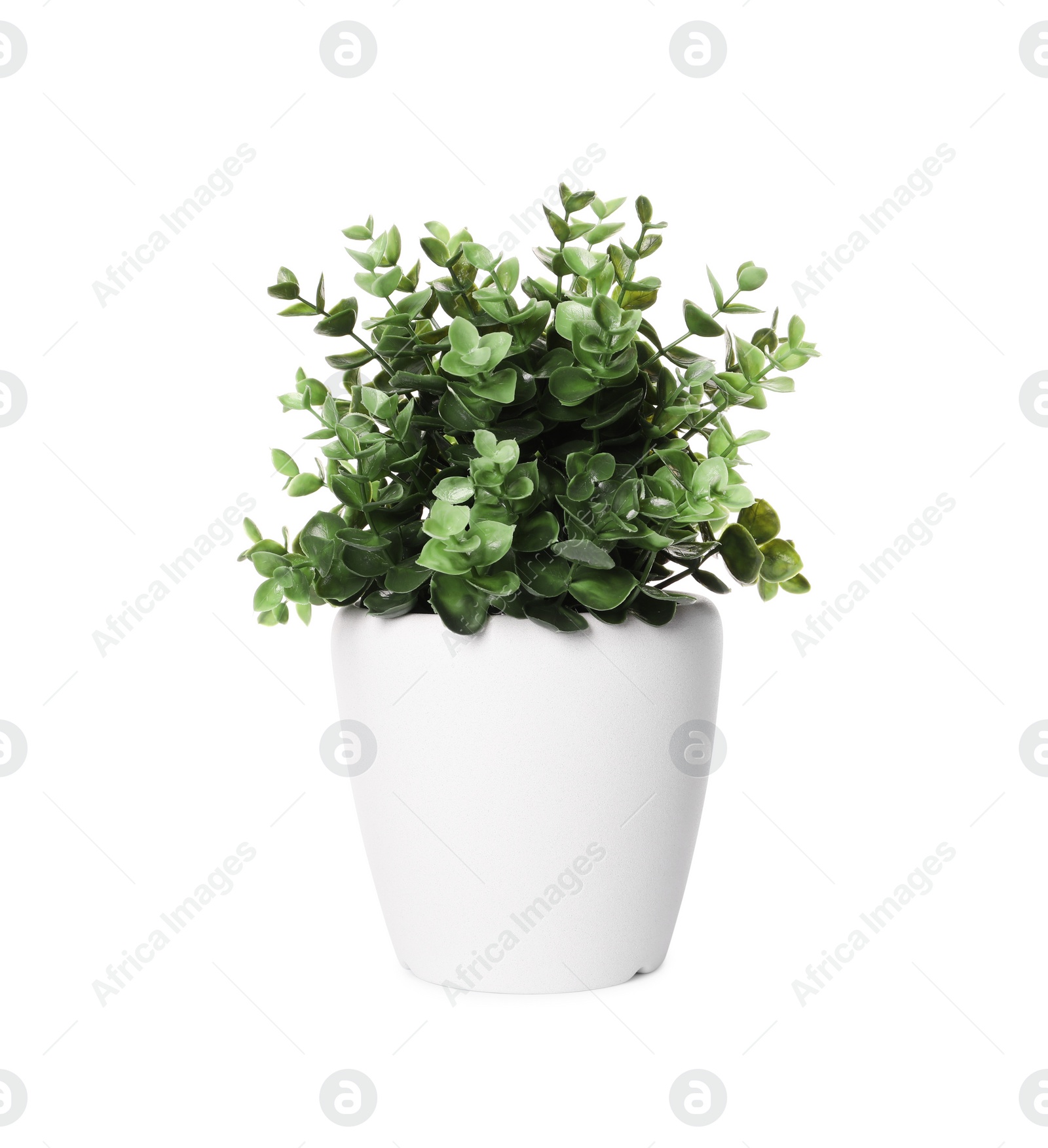 Photo of Artificial potted oregano on white background. Home decor