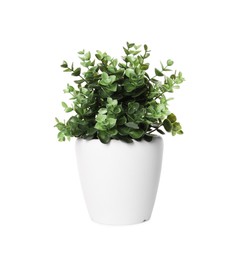 Artificial potted oregano on white background. Home decor