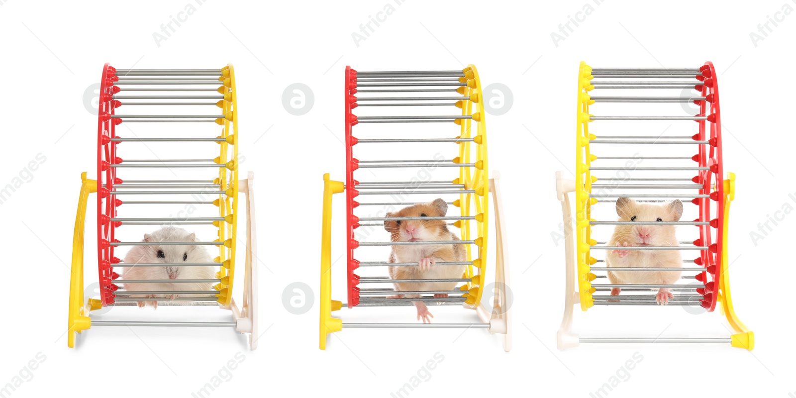 Image of Cute funny hamsters running in wheels on white background, collage. Banner design