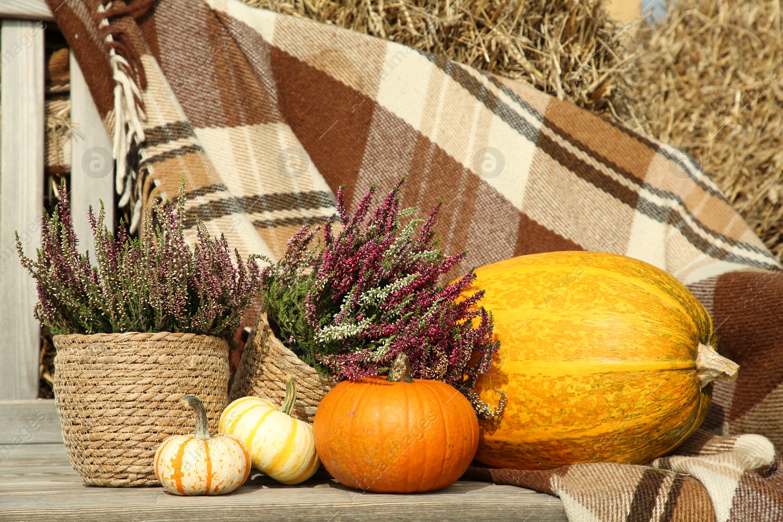 Photo of Beautiful composition with heather flowers in pots and pumpkins on wooden bench outdoors