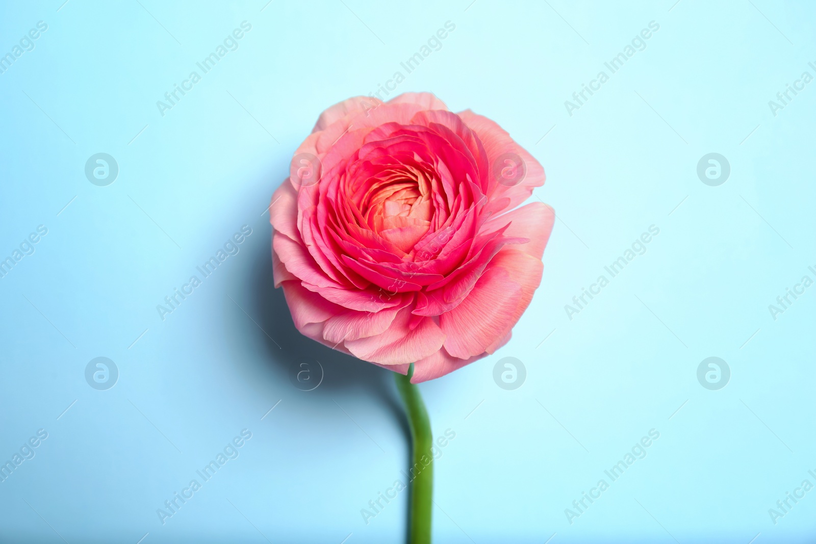 Photo of Beautiful ranunculus flower on color background