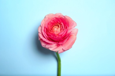 Beautiful ranunculus flower on color background