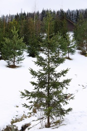 Photo of Beautiful landscape with conifer forest and snow