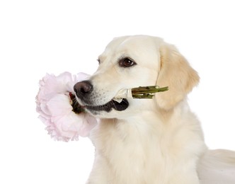 Photo of Cute Labrador Retriever with beautiful peony flowers on white background