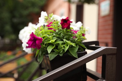 Photo of Beautiful petunia flowers in plant pot outdoors