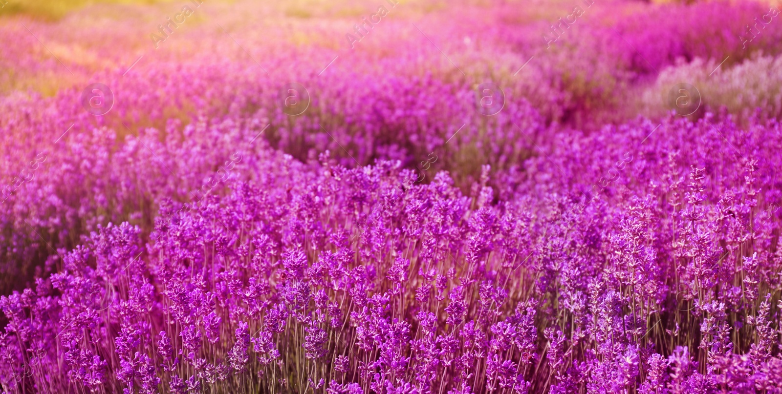 Image of Lavender field on sunny day, banner design  