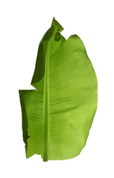 Photo of Green leaf of banana plant isolated on white