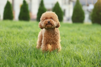 Cute Maltipoo dog on green lawn outdoors