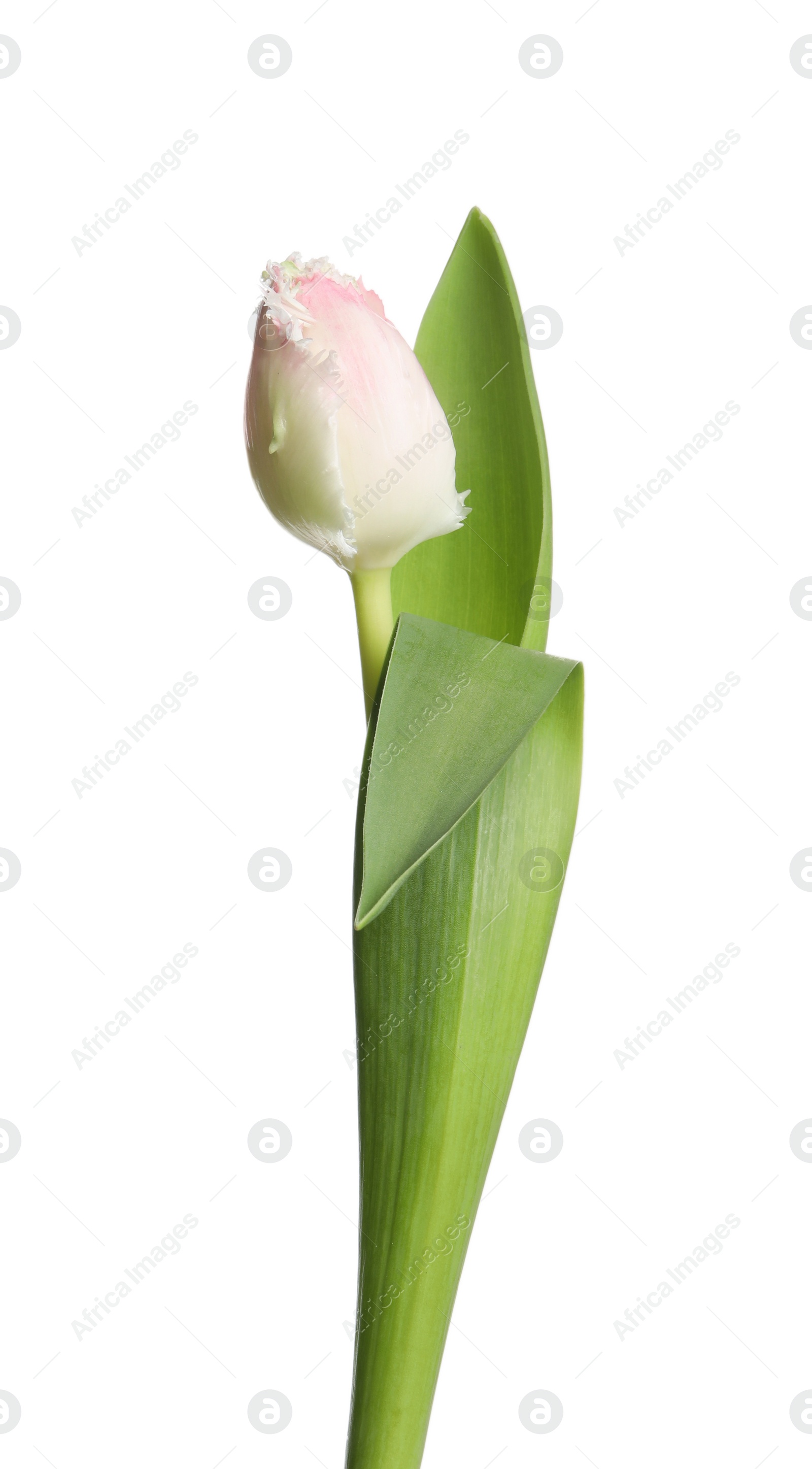 Photo of One beautiful tulip flower isolated on white