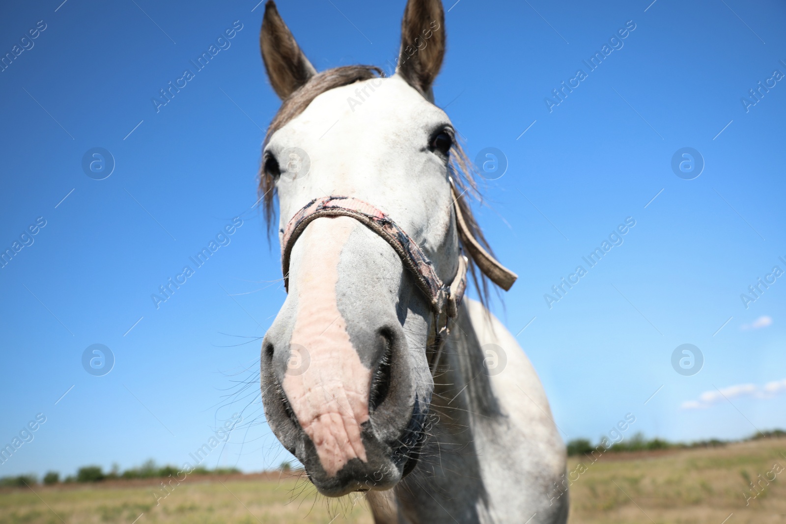 Photo of Grey horse outdoors on sunny day, closeup. Beautiful pet