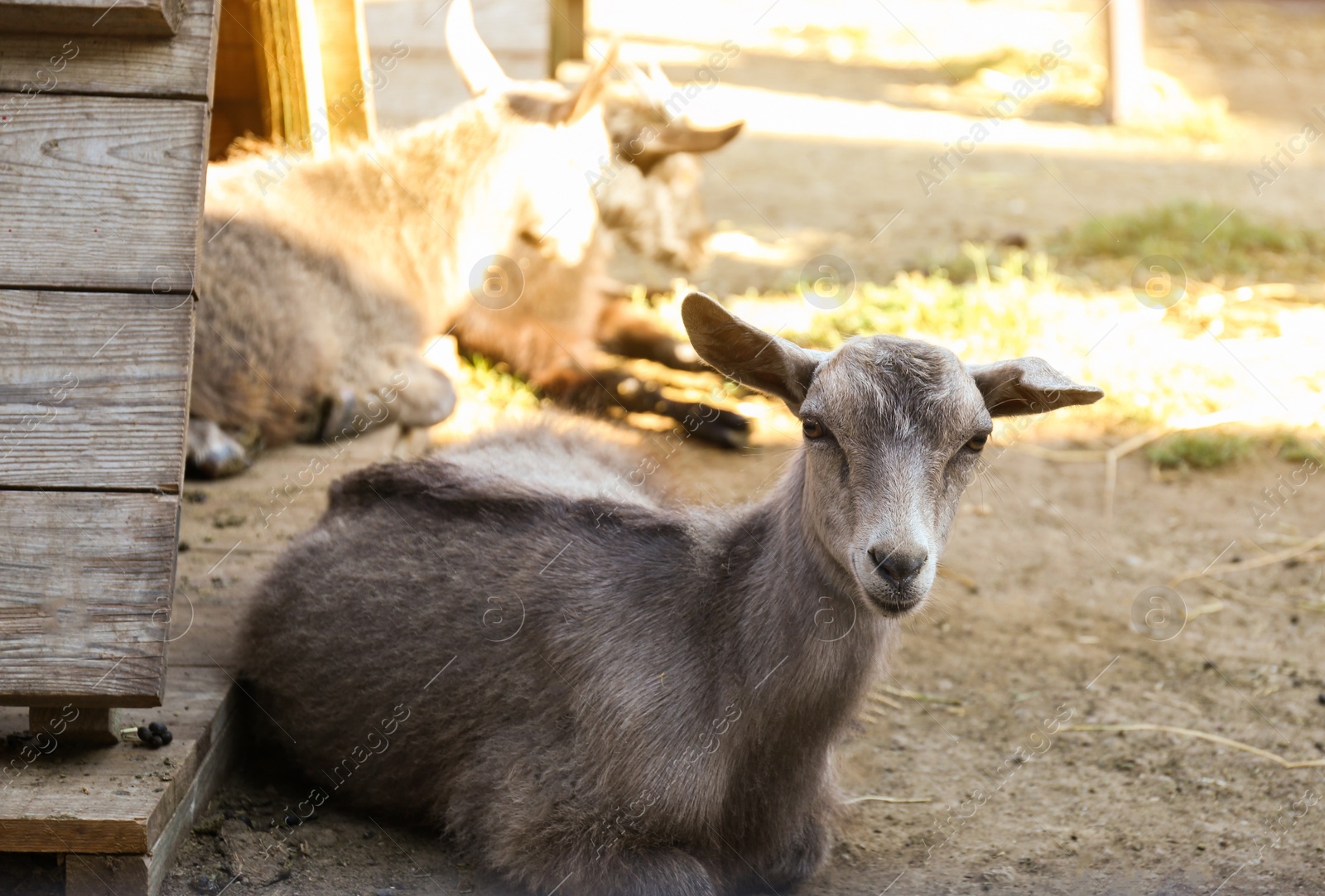 Photo of Cute little goatling on farm. Animal husbandry