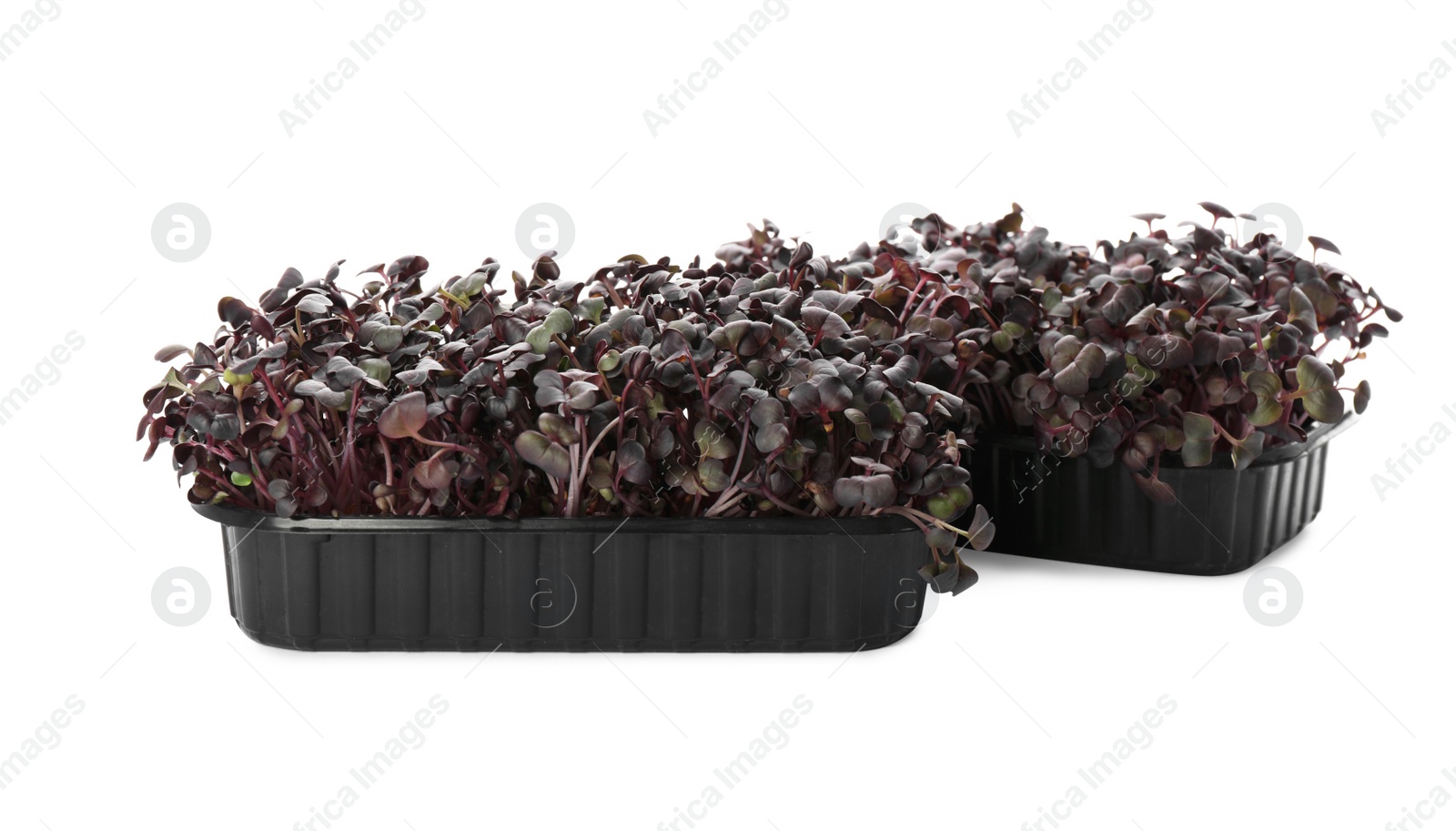 Photo of Fresh radish microgreens in plastic containers on white background