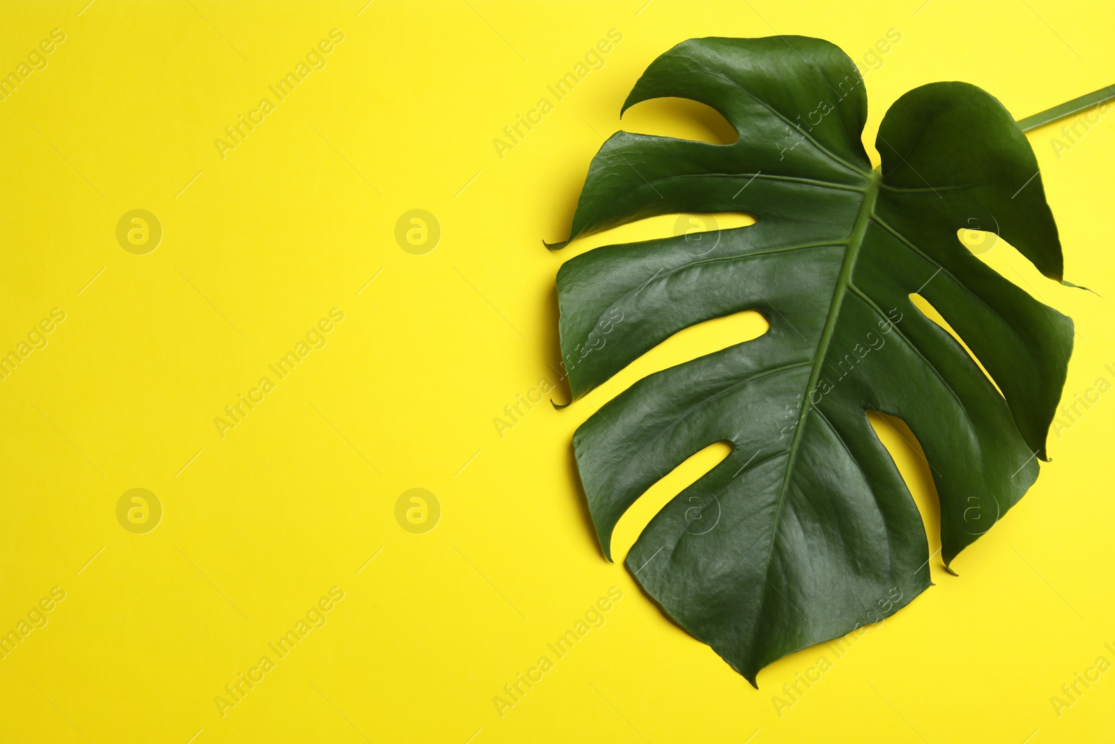 Photo of Leaf of tropical monstera plant on color background, top view with space for text