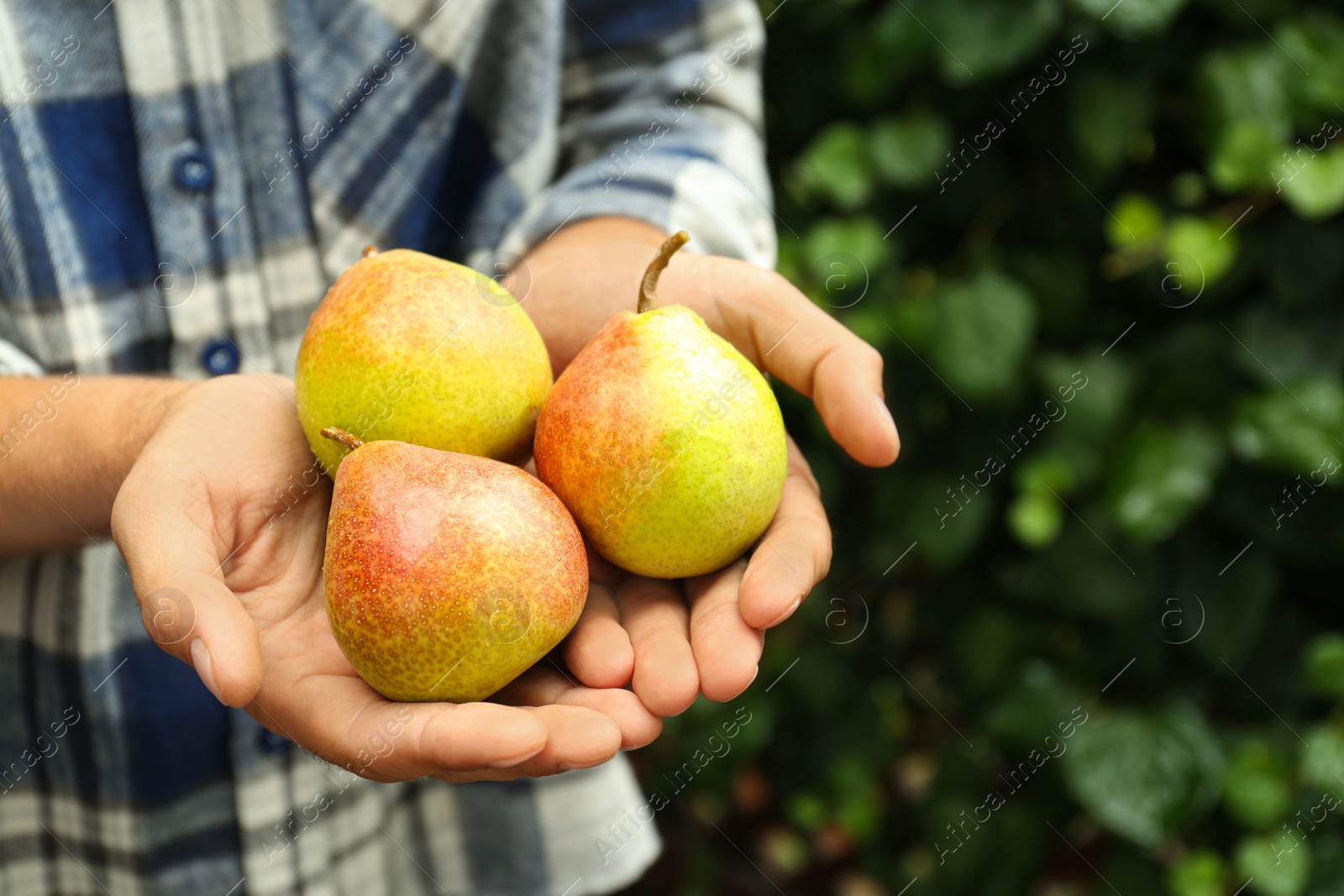 Photo of Woman holding fresh ripe pears outdoors, closeup