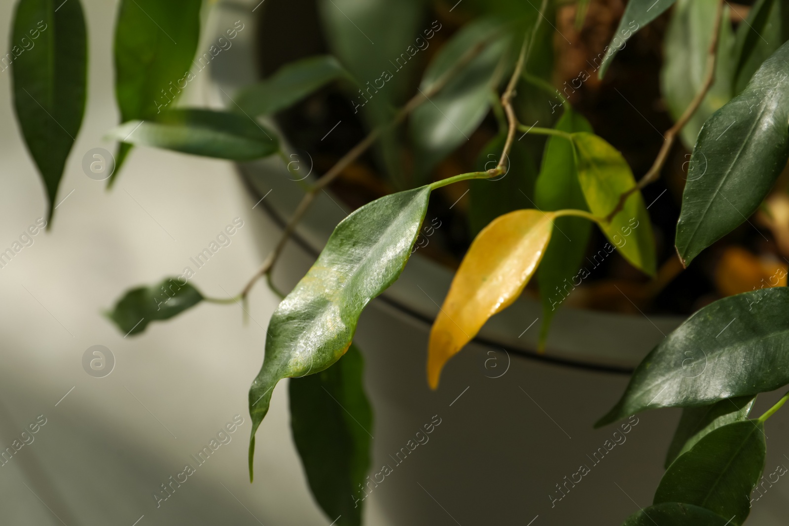 Photo of Houseplant with leaf blight disease, closeup view