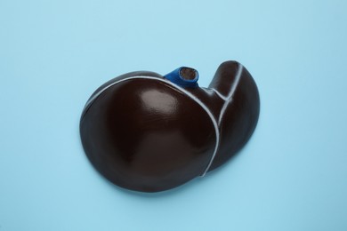 Model of liver on light blue background, top view