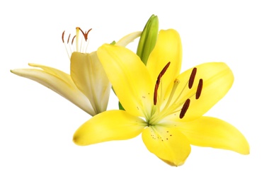 Photo of Beautiful fresh yellow lily flowers on white background