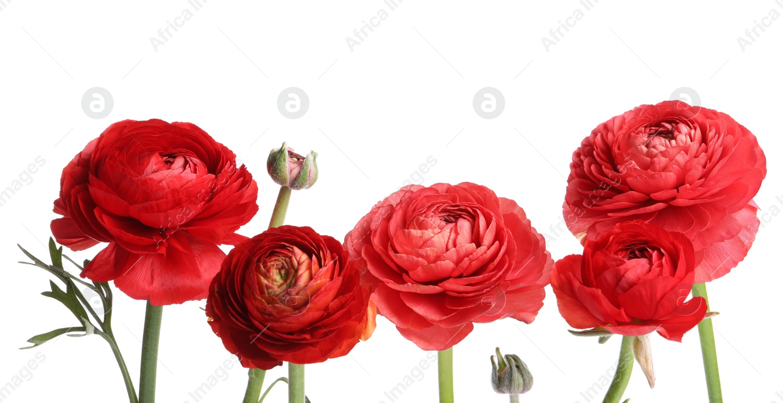 Photo of Beautiful fresh ranunculus flowers on white background