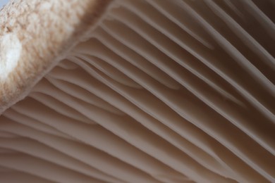 Fresh oyster mushroom as background, macro view