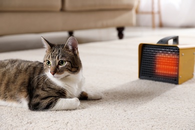 Cute cat on floor near modern electric fan heater indoors