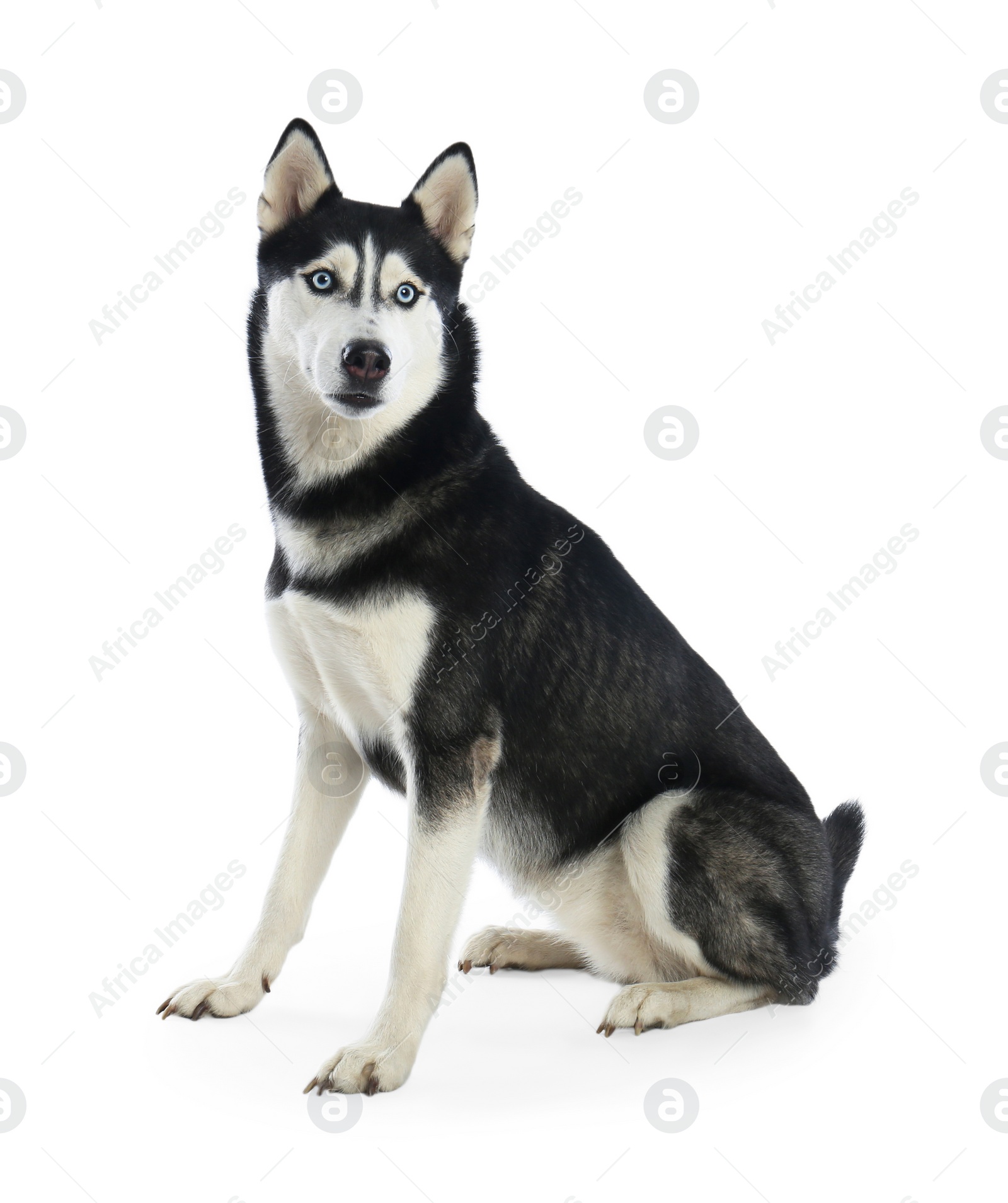 Photo of Cute Siberian Husky dog isolated on white