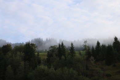 Photo of Picturesque view of forest covered with fog in morning