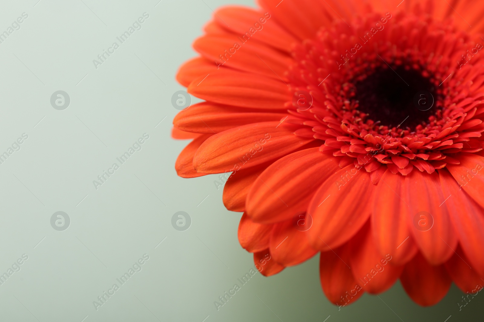 Photo of Beautiful red gerbera flower on pale green background, closeup. Space text