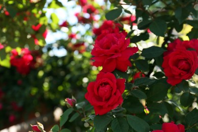 Photo of Beautiful blooming red rose bush outdoors, closeup. Space for text
