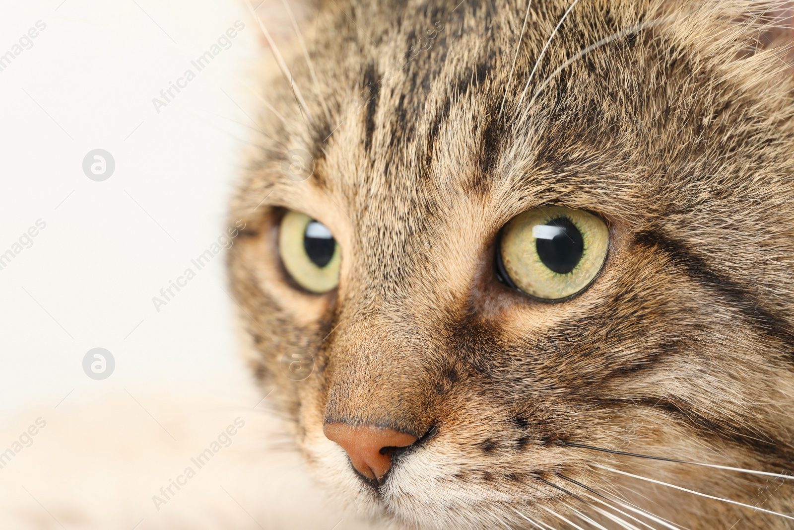 Photo of Closeup view of tabby cat with beautiful eyes on light background