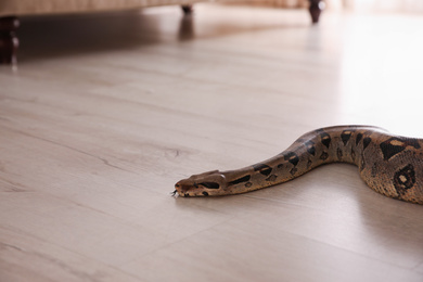 Brown boa constrictor crawling on floor in room