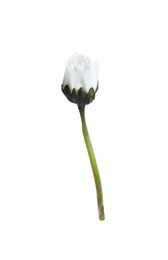 Photo of One beautiful daisy bud isolated on white