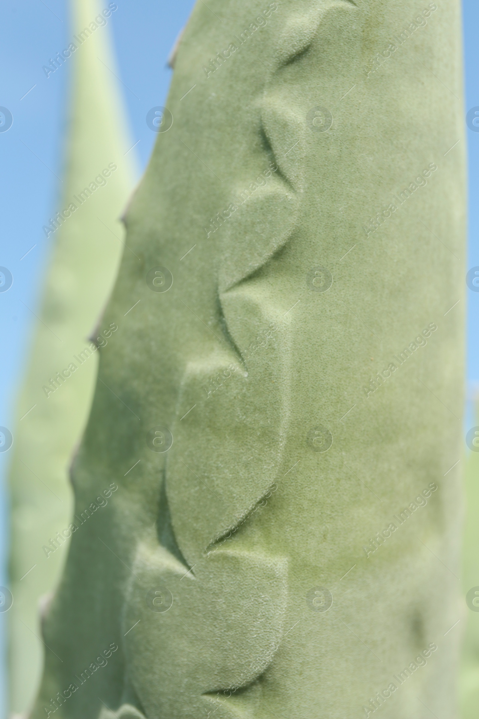 Photo of Closeup view of beautiful Agave leaf. Exotic plant