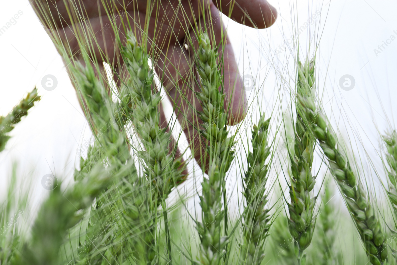 Photo of Man in field with ripening wheat, closeup