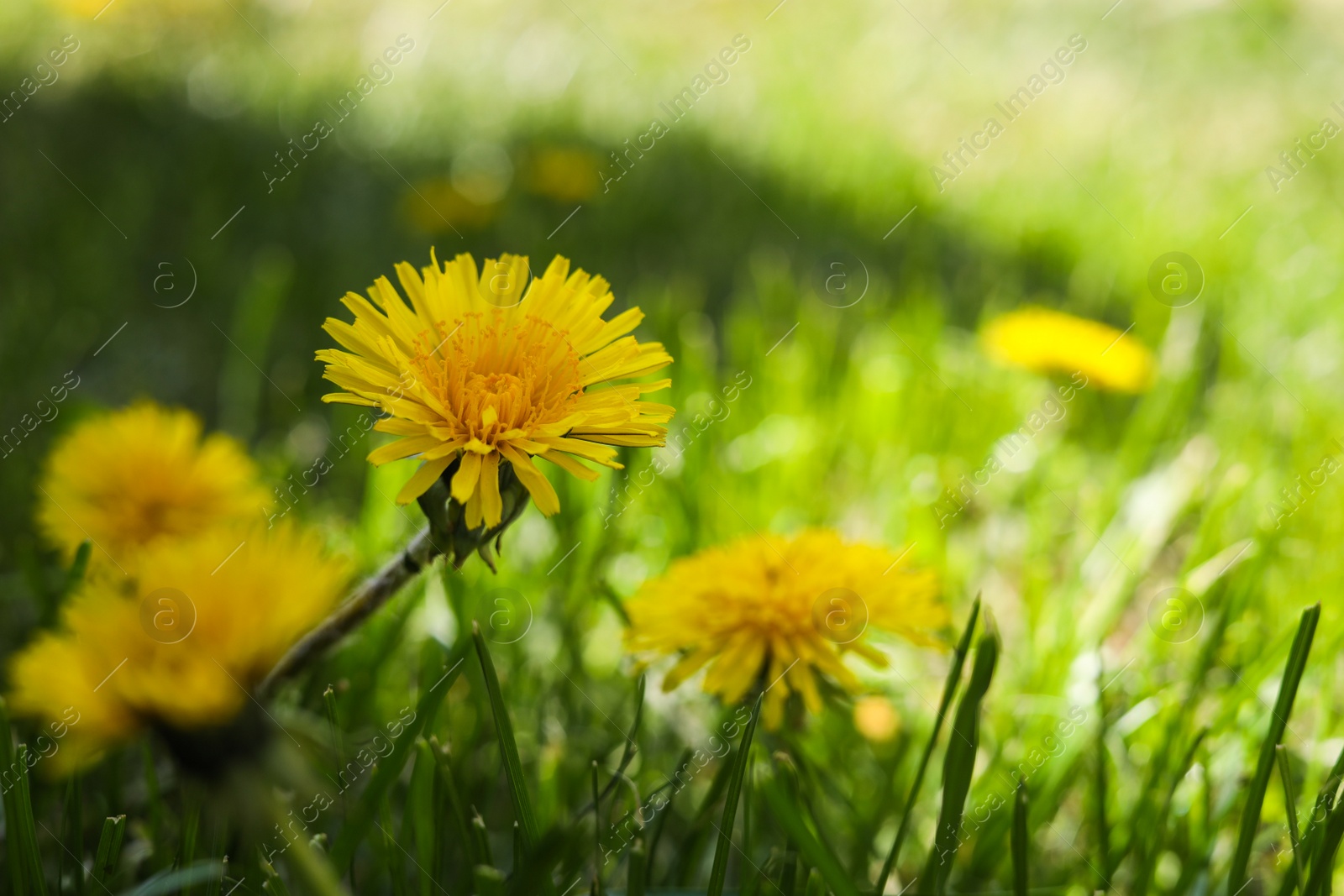 Photo of Beautiful yellow dandelions on sunny day, closeup. Space for text