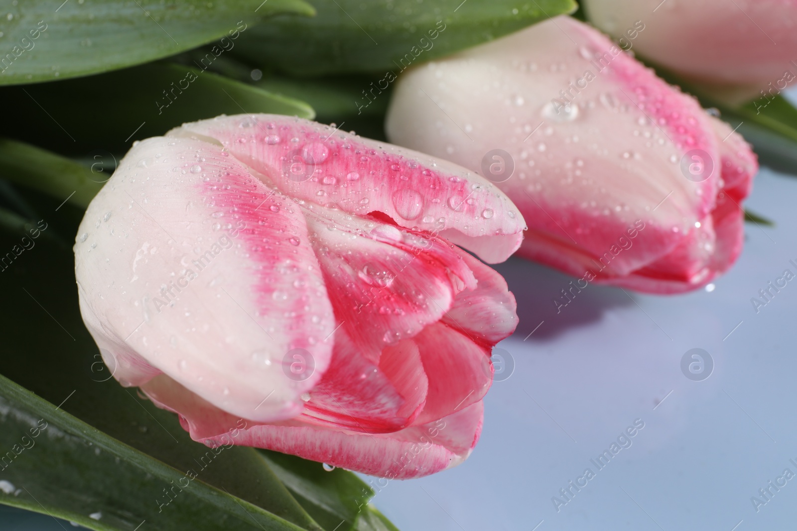 Photo of Beautiful pink tulips with water drops on light blue background, closeup