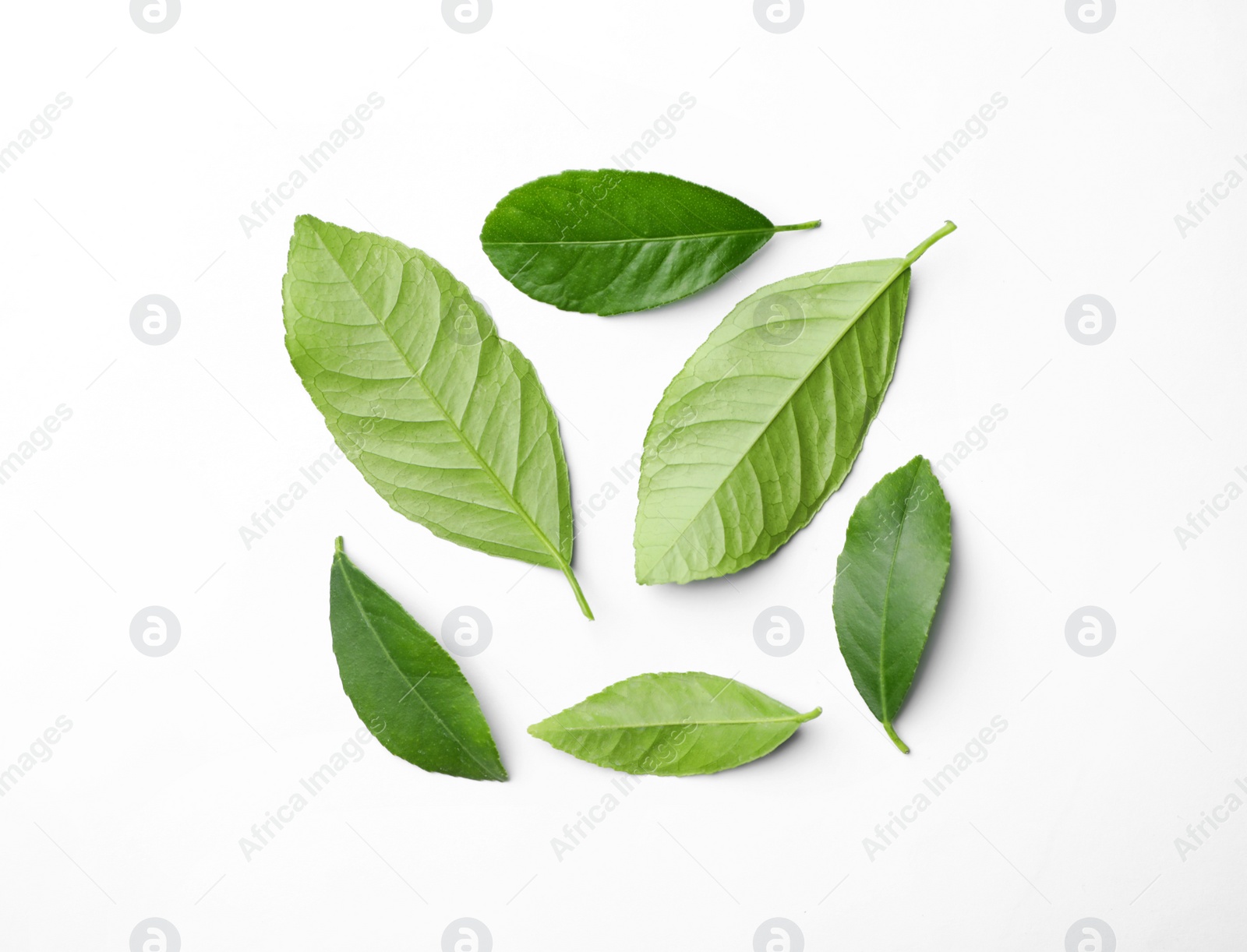 Photo of Fresh green citrus leaves on white background, top view