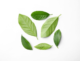 Photo of Fresh green citrus leaves on white background, top view