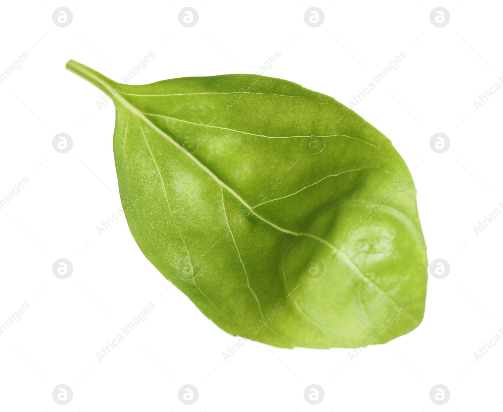 Photo of Fresh green basil leaf isolated on white