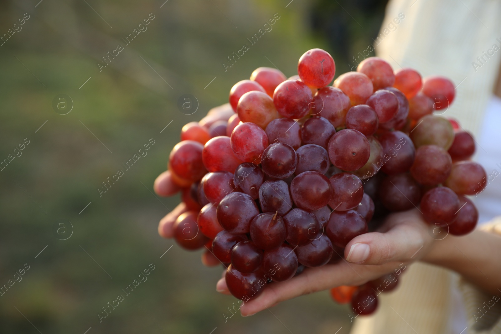 Photo of Woman holding cluster of ripe grapes in vineyard, closeup