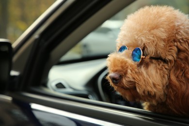 Photo of Cute dog in sunglasses inside black car, view from outside