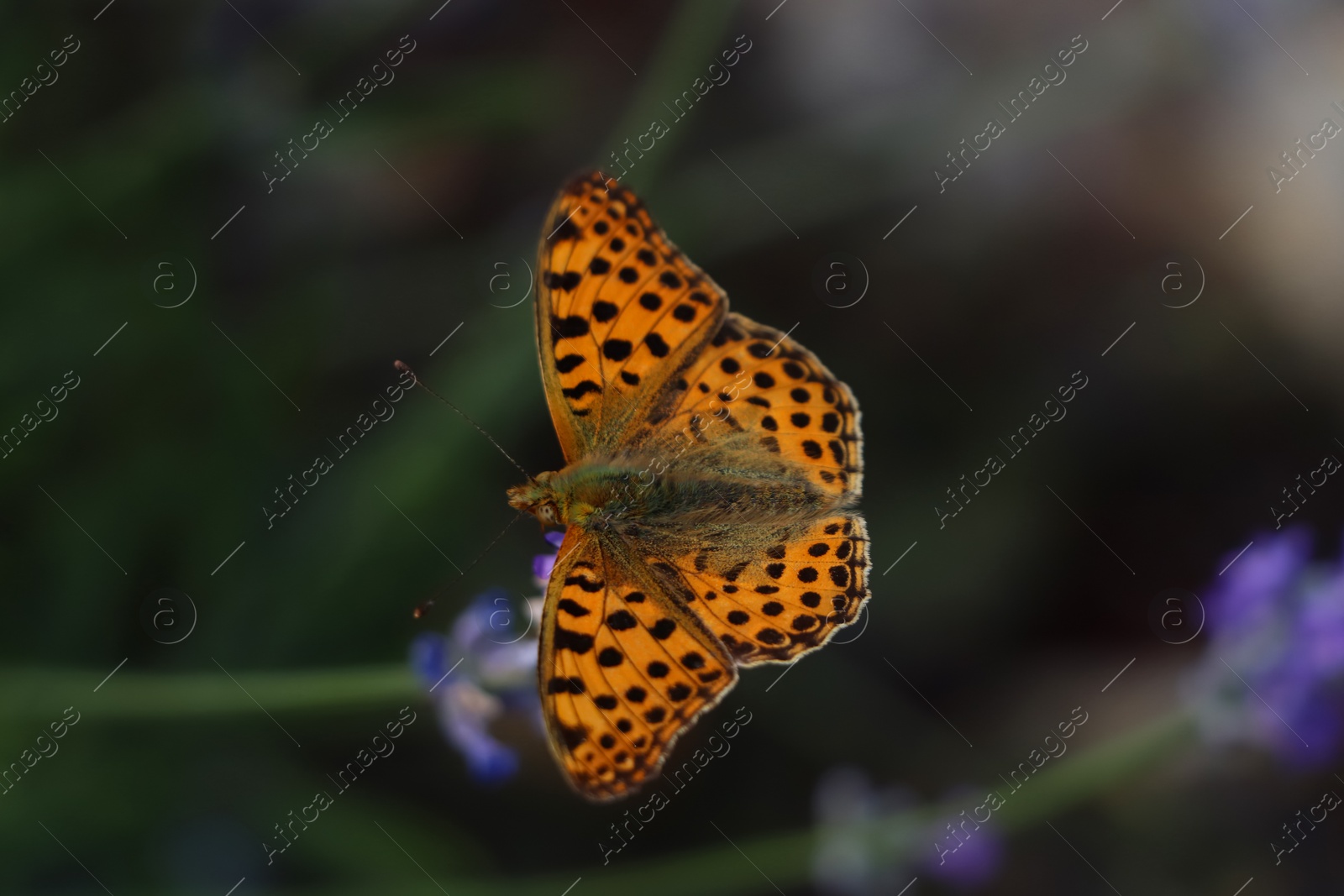 Photo of Beautiful butterfly in lavender field on summer day, closeup