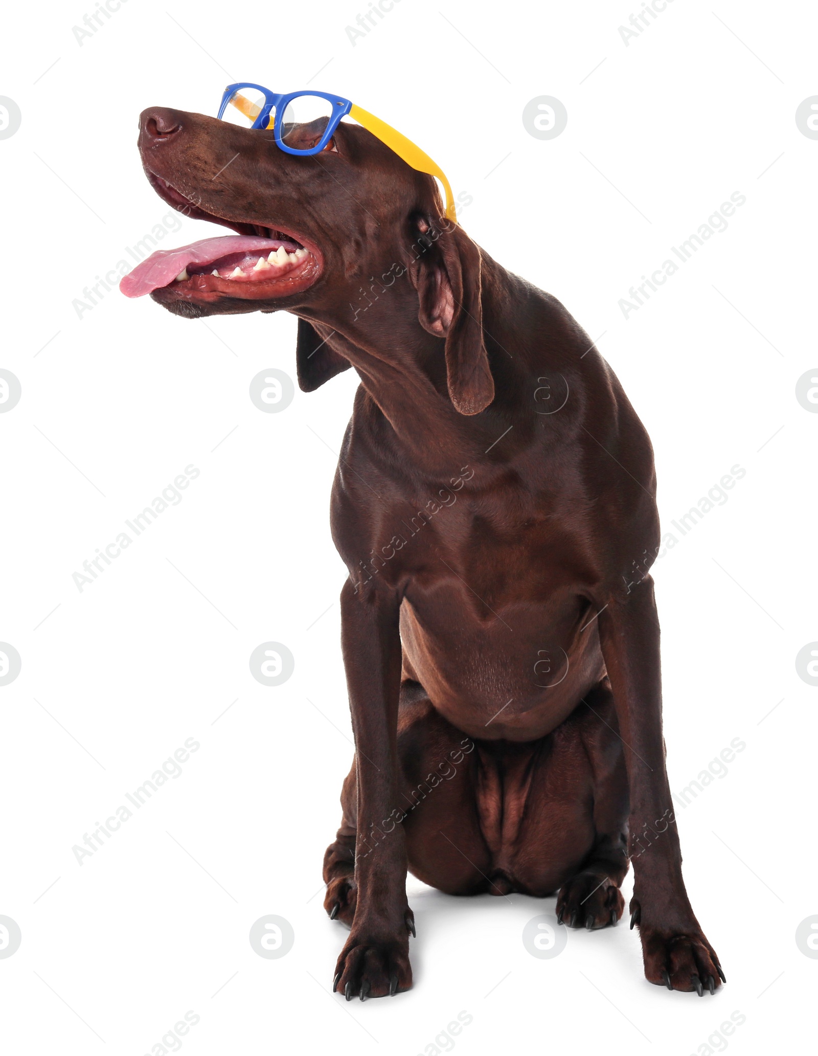 Photo of German Shorthaired Pointer dog on white background