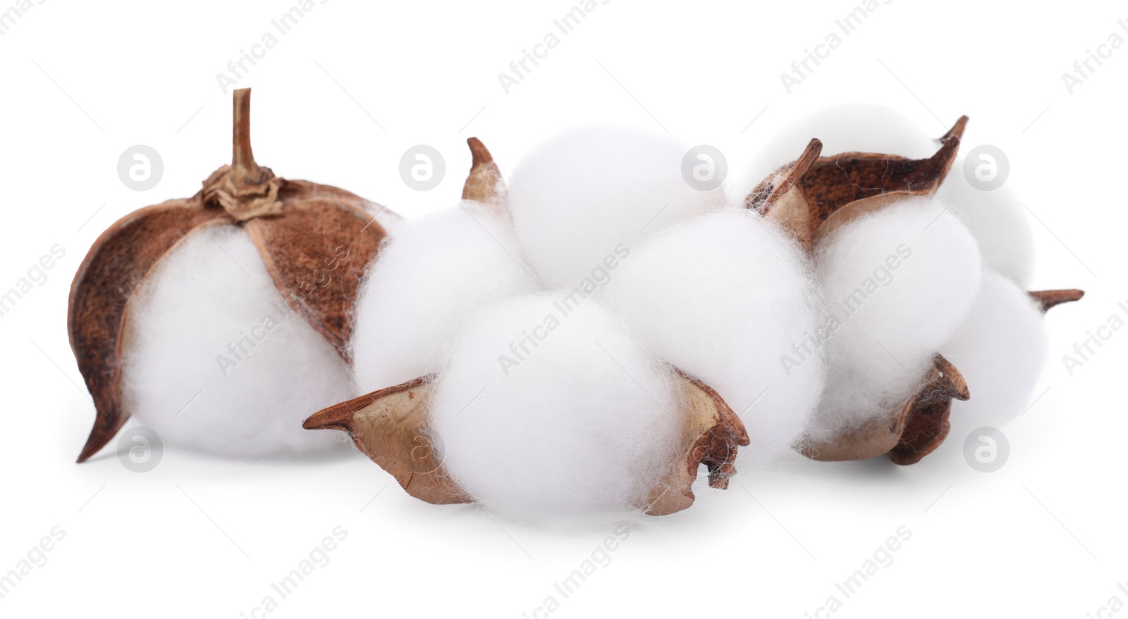 Photo of Beautiful fluffy cotton flowers isolated on white