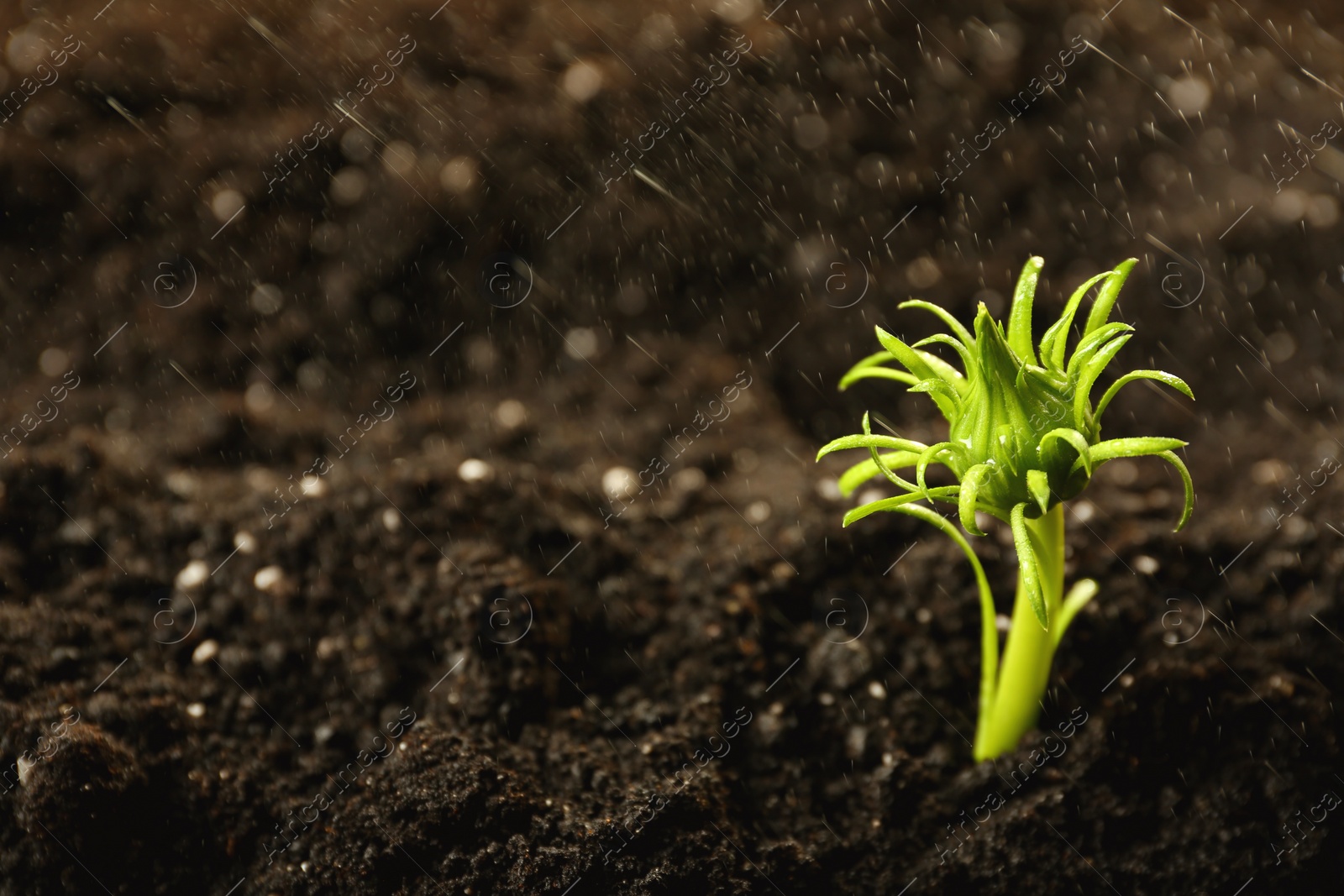 Photo of Fresh green plant in fertile soil under rain, space for text