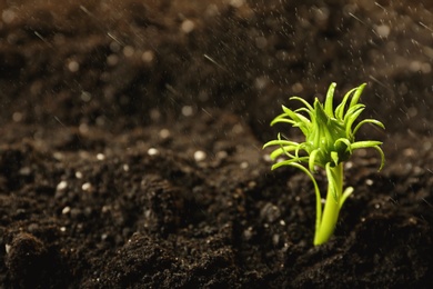 Photo of Fresh green plant in fertile soil under rain, space for text