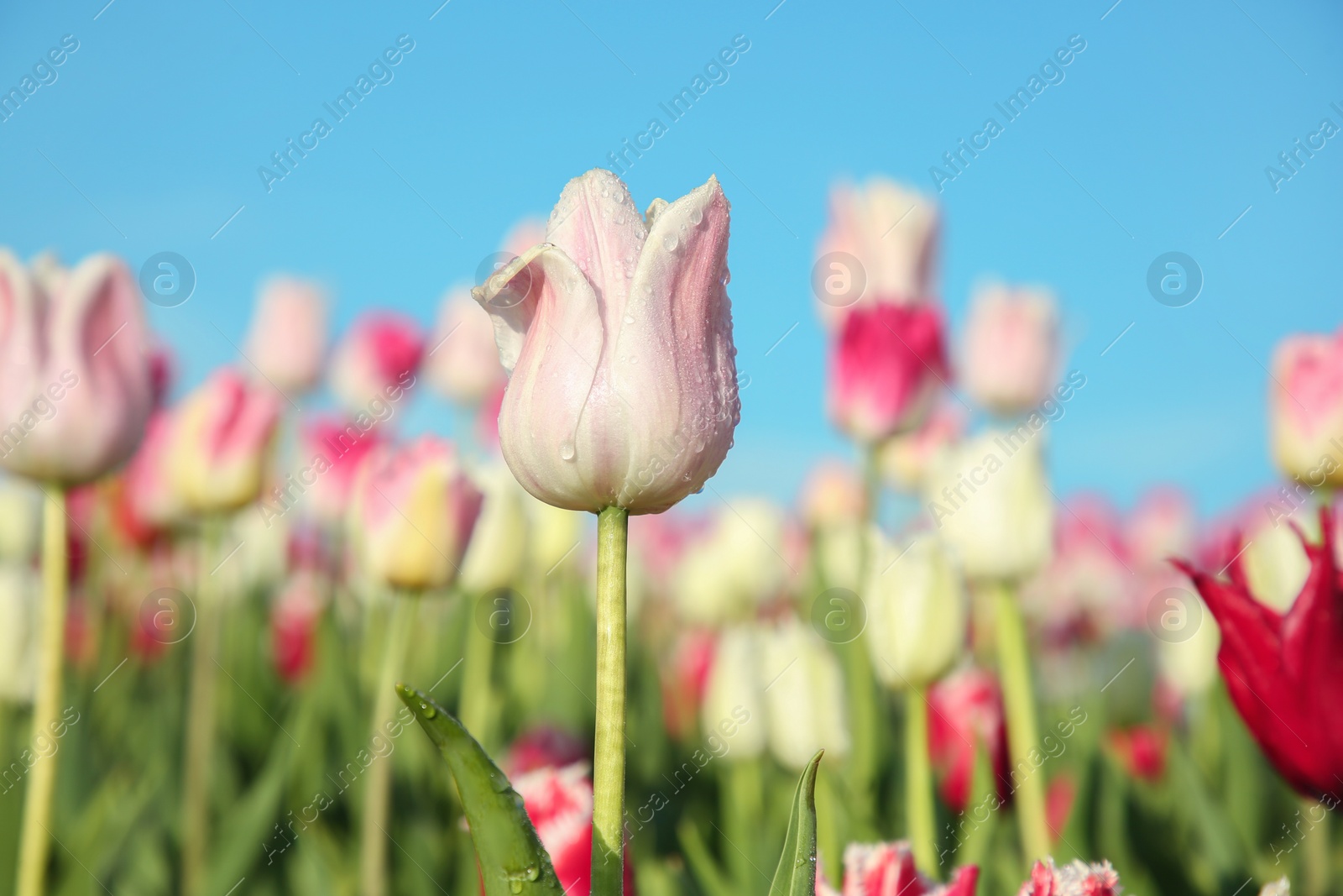 Photo of Beautiful pink tulip flowers growing in field on sunny day, closeup